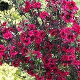 ギョリュウバイ：赤花八重4号ポット[御柳梅・魚柳梅・レプトスペルマム] ノーブランド品