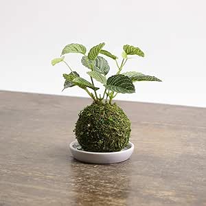 Amazon Ct触媒 盆栽 苔玉 フェイクグリーン 観葉植物 消臭 抗菌 防汚 おしゃれ 和盆栽 和風 インテリア 卓上 人工観葉植物 オンライン通販
