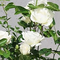 61gCKJAUwNL._AC_UL210_SR210,