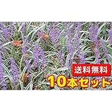 【ノーブランド品】フイリヤブラン/10.5cmポット【10本セット】