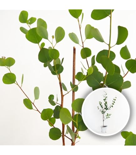 Amazon｜ユーカリの木 苗3株セット販売｜観葉植物 オンライン通販