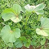 【メール便配送】　国華園　野菜たね　菜類　おかのり　1袋(5ml)【※発送が国華園からの場合のみ正規品です】