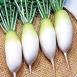 国華園　野菜たね　ダイコン　F1秋さむらい　1袋（5ｍｌ）【※発送が国華園からの場合のみ正規品です】