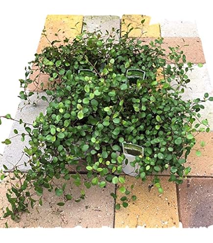 Amazon.co.jp: タイサンボク リトルジェム 常緑樹 約45cm 葉が厚い