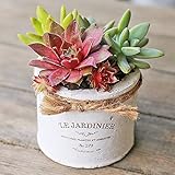 多肉植物 寄せ植え tanikuポット Mサイズ