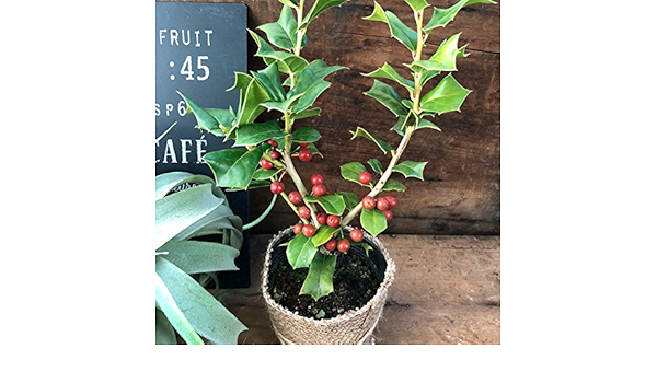 Amazon 観葉植物 クリスマスホーリー 可愛い赤の実 Xmasにぴったり ガーデニング インテリア 観葉植物 オンライン通販