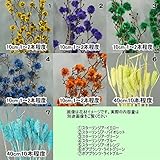 あいむ　カラードライフラワー花材20種セット