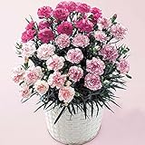 母の日 ギフト 花 人気商品 カーネーション 鉢植え (ビアンフェ ３色ミックス)