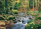 Forests Poster Photo Wallpaper - Forest Stream 8-Parts (145 x 100 inches) by 1art1