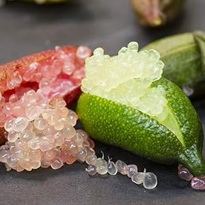 フィンガーライム グリーン&ピンク9cmポット苗(挿し木苗)/お買い得2個セット【果樹 二年生挿し木苗/即出荷】フィンガ…