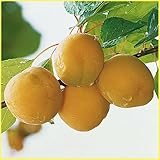 杏(あんず)苗木 信州大実杏