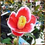 椿(ツバキ)の苗木 玉之浦(玉の浦)