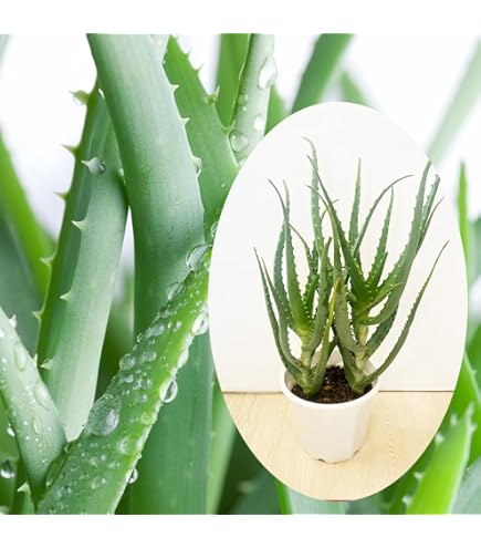 Amazon｜多肉植物 アロエ メデューサ10号 大型大株 品種レア ロック