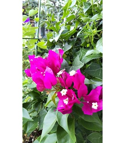 Amazon.co.jp: 花木苗 ブーゲンビリア 八重咲き 赤・ピンク・オレンジ