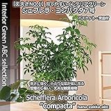 ホンコン・カポック(シェフレラ) 「コンパクタ」7号鉢 　鉢カバー・受皿付【送料無料】