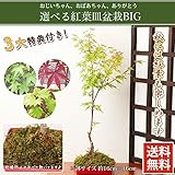 敬老の日 ギフト 紅葉皿 盆栽BIG 【種類：オオモミジ】・絵手紙セット、天然石ストラップ付 敬老の日 プレゼント 敬老の日 ギフト 敬老の日 花 関東甲信越地域以外は出荷地からの関係で別途送料が発生