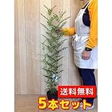 【ノーブランド品】シマトネリコ樹高0.8m前後15cmポット【5本セット】