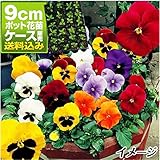 国華園　ケース花苗 パンジーミックス(無選別) 48株【※発送が国華園からの場合のみ正規品です】