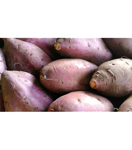 Amazon.co.jp: 千葉県産（JAかとり）さつまいも シルクスイート 秀品 S