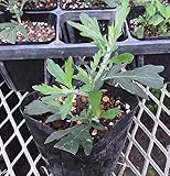 古くから愛用されてきたには訳があります 宿根草 ハーブの女王と呼ばれる　よもぎ（ヨモギ） １株