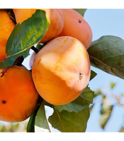 Amazon.co.jp: 甘柿(カキ)苗木 太秋柿の苗木 13.5cmポット苗 接木1年生