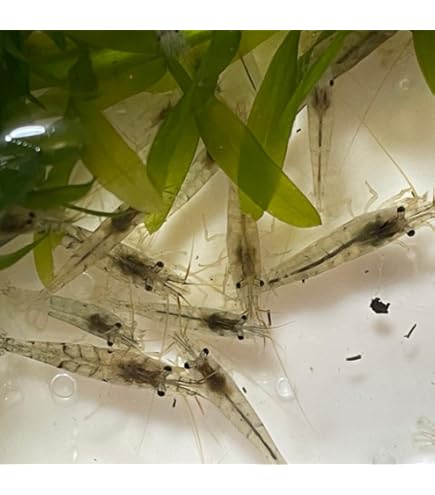 Amazon.co.jp: [水草] 国産 アナカリス10本(おもり付き） 国産 無農薬