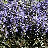 アジュガ・チョコレートチップ　3号ポット