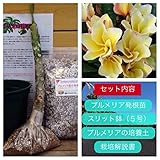 【希少なハイブリッド種】プルメリアのベアルート発根苗 ‘Wisanu Gold' 栽培セット【スリット鉢・プルメリア専用培養土・栽培説明書つき】