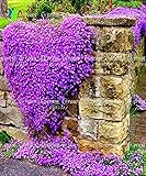 100/Rock Cress,Aubrieta Cascade Purple FLOWER SEEDS, Deer Resistant Superb perennial ground cover,fl