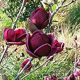 Rare 'Genie' Genie Dark Red Yulan Magnolia Tree Flower Seeds, Professional Pack, 10 Seeds, Light Fra