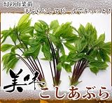 【 幻の 山菜苗 】コシアブラ 株立ち 根巻き大苗 果樹苗木 果樹苗
