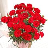カーネーション 花鉢 レッド 赤 5号鉢 母の日 花 フラワーギフト 母の日ギフト プレゼント≪数量限定 早割≫