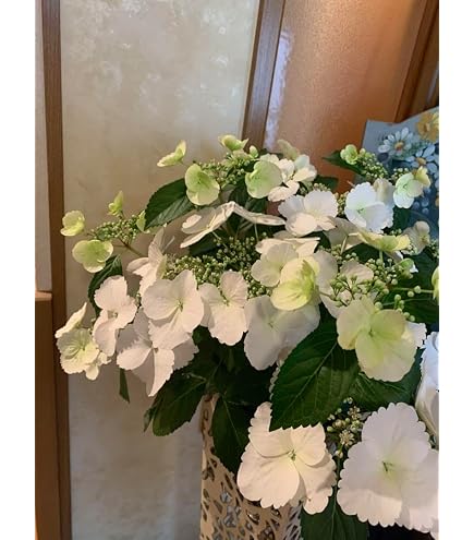 Amazon｜紫陽花 大鉢8号 ラグランジア ブライダルシャワー｜観葉植物