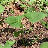 国華園　山菜苗　山フキ　4株【※発送が国華園からの場合のみ正規品です】