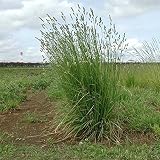 【種 4kg】 オーチャードグラス 普通種 牧草 緑化用 緑肥 [播種期：3～10月] 雪印種苗 米S代不