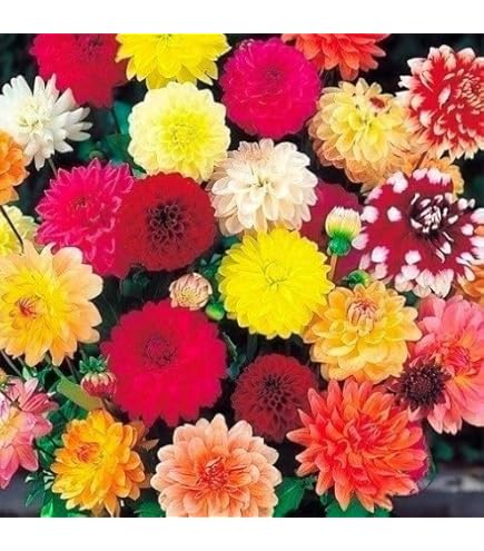 Amazon.co.jp: カフェオレディナープレート ダリア球根、植物、根、花
