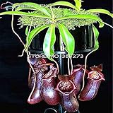 50種子/種子植物のパック格安盆栽ウツボカズラ種子を食べるモスキート品種ミックスの庭の装飾ホーム花の種子