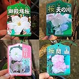 苗・庭木苗：桜の苗木 (御殿場)