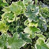 ヘデラ（アイビー）：セシリア3号ポット 3株セット ノーブランド品