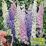 国華園　プラグ花苗 デルフィニウムミックス(70本入・花色無選別)【※発送が国華園からの場合のみ正規品です】