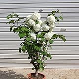 良品！庭木：オオデマリ 極太！ （ポット植え）