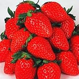 国華園　いちご苗　章姫　10株【※発送が国華園からの場合のみ正規品です】