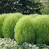 コキア（ホウキグサ）5号ポット 2株セット[夏花壇に人気・秋の紅葉もきれい！] ノーブランド品