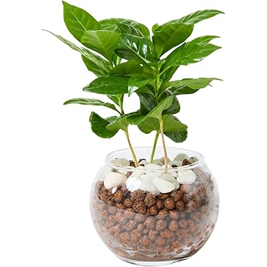 nalu様 8苗 大量苗セット nalu様 8苗 大量苗セット ラナンキュラス