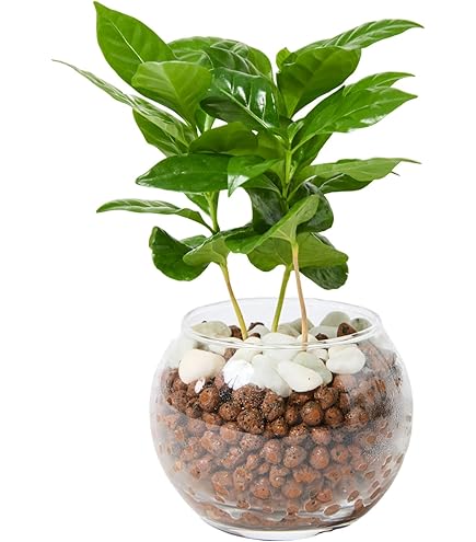 Amazon.co.jp: （観葉植物）コーヒーの木 3号（1ポット） 北海道冬季