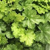 【宿根草】ヒューケラ「ライムエード」