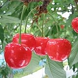 さくらんぼの苗木 品種：紅秀峰【品種で選べる果樹苗木 接木苗 12～15cmポット/1個】(ポット植えなのでほぼ年中植付け可能)【※商品の特性上、背丈・形・大きさ等、植物には個体差がありますが、同規格のものを送らせて頂いております。また、植物ですので