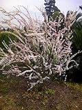 ユキヤナギ（雪柳）樹高60cm前後 可愛らしい花が魅力の花木♪