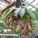 ウツボカズラの植物の種子、種子のウツボカズラ肉食植物の種子、100個/袋