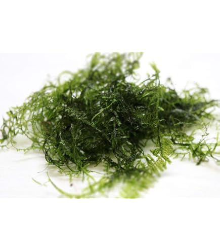 Amazon.co.jp: （水草）デカ盛り ウィローモス（無農薬・スネールなし